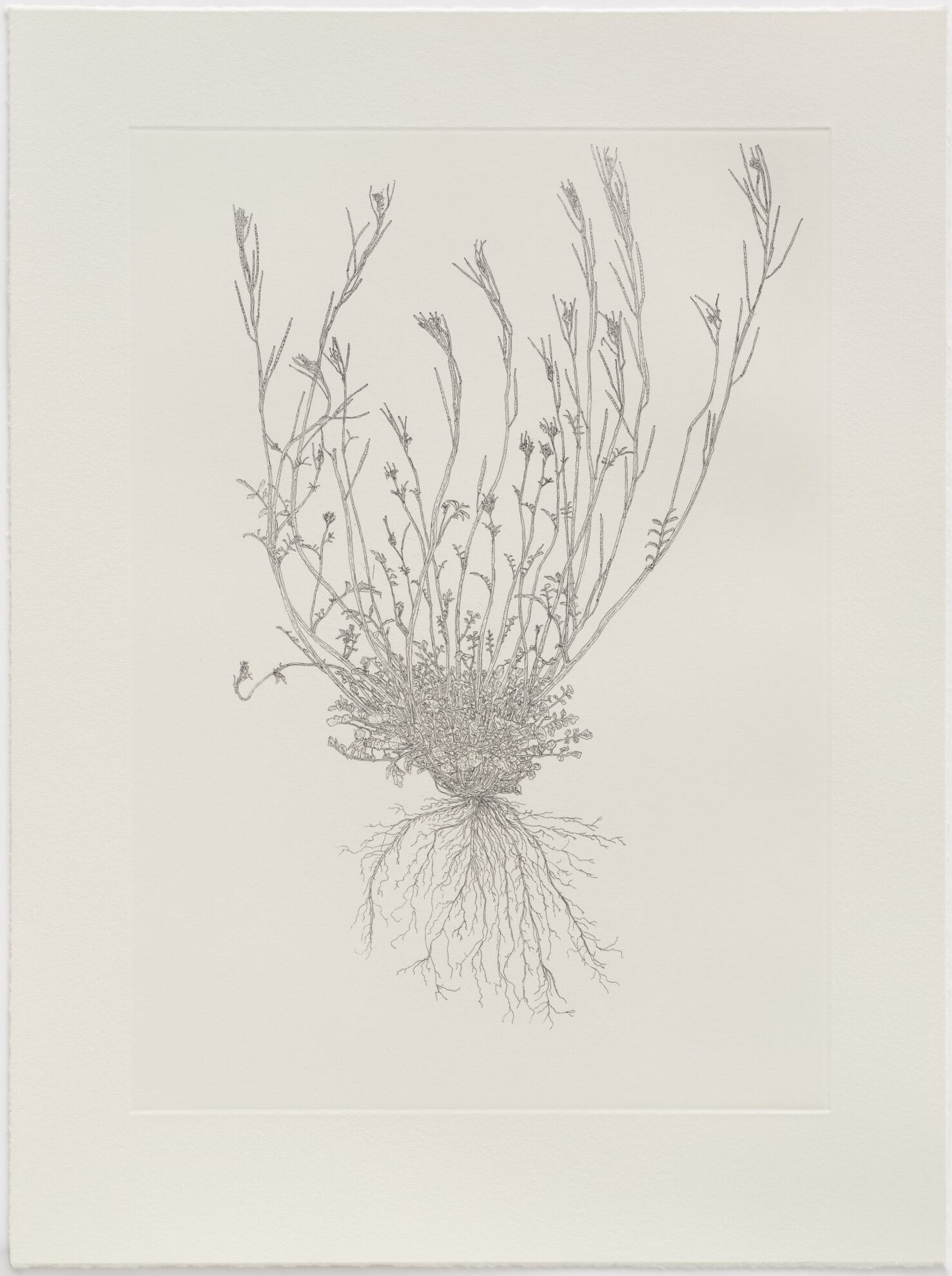 Hairy Bittercress copy